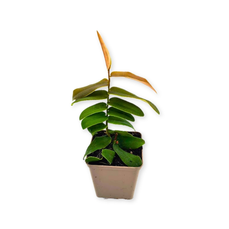 Marcgravia-sintenisii-zywa-Roslina-do-Terrarium