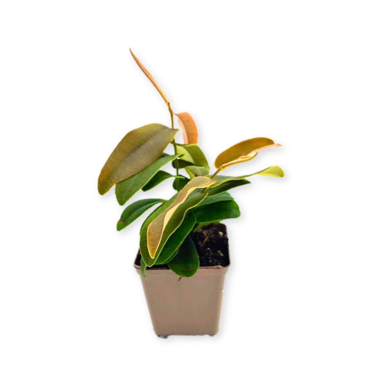 Marcgravia-sintenisii-zywa-Roslina-do-Terrarium