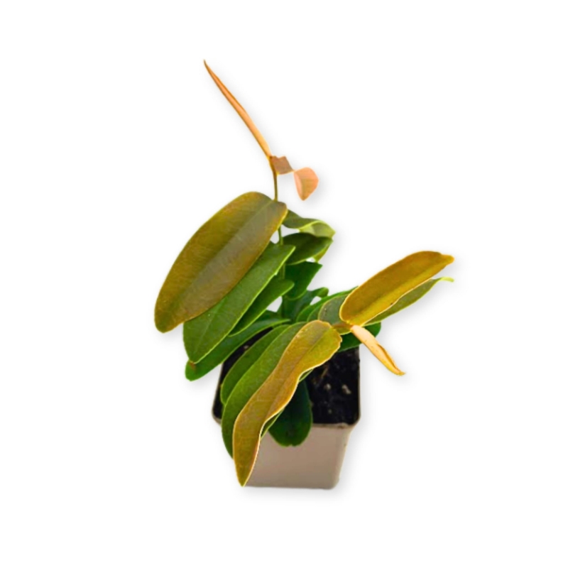 Marcgravia-sintenisii-zywa-Roslina-do-Terrarium