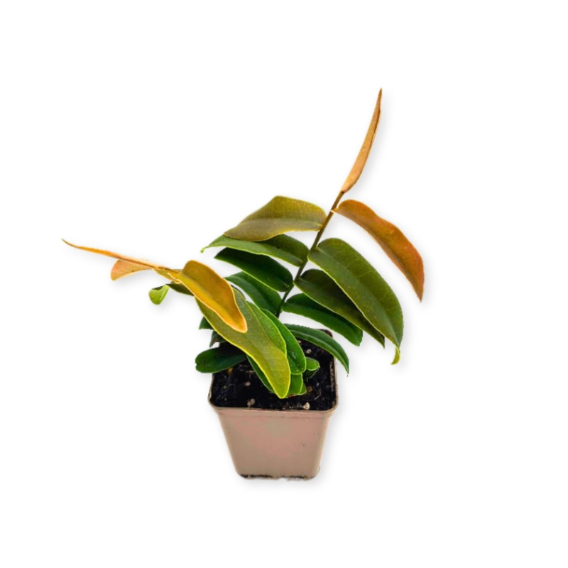Marcgravia-sintenisii-zywa-Roslina-do-Terrarium