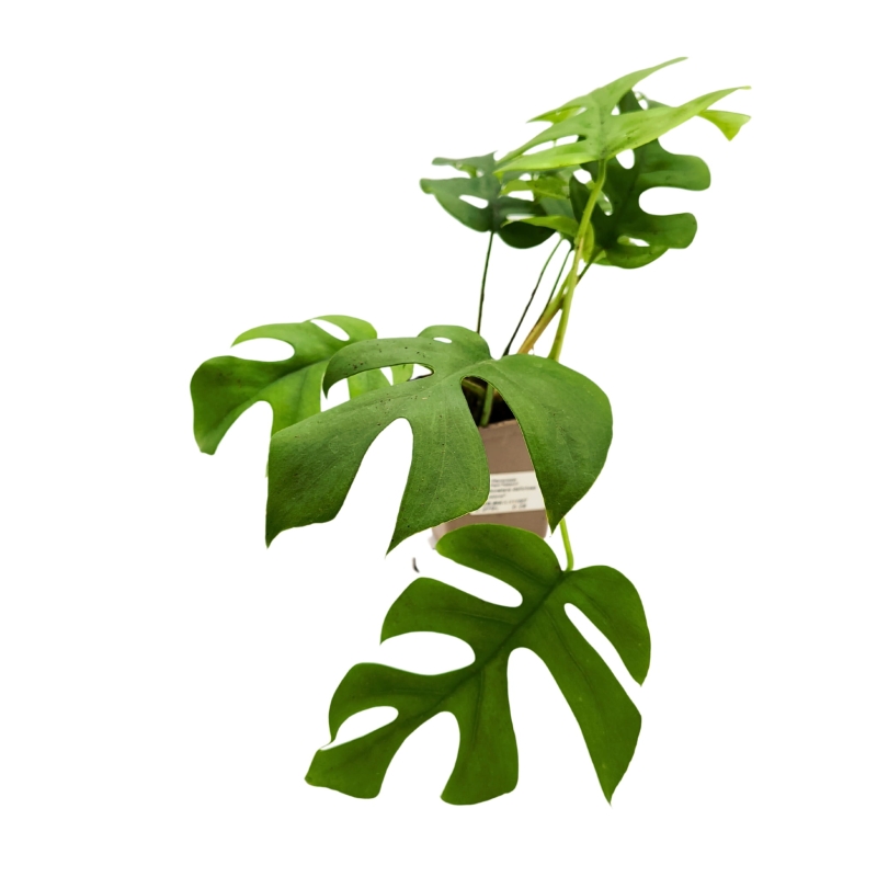 piekna-roslina-do-terrarium-monstera