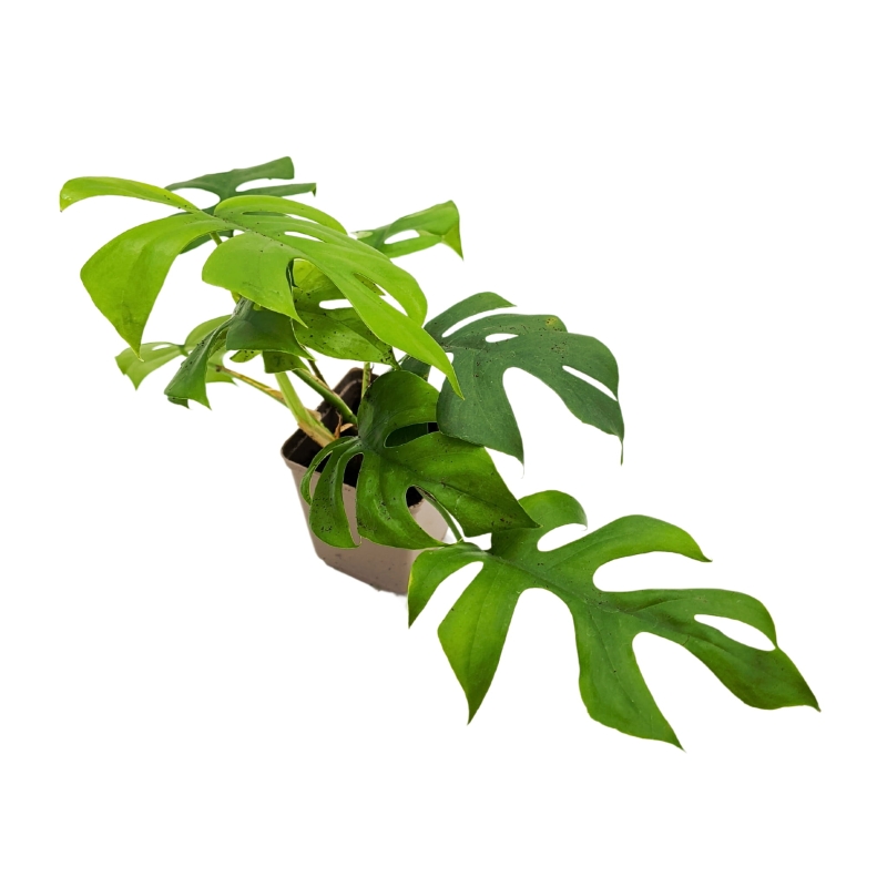 monstera-deliciosa-var.-micro