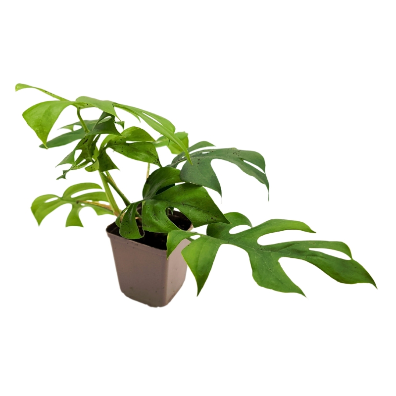 zywa-roslina-do-terrarium-monstera