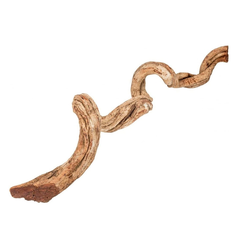 liana tropikalna z lasów deszczowych1.jpeg