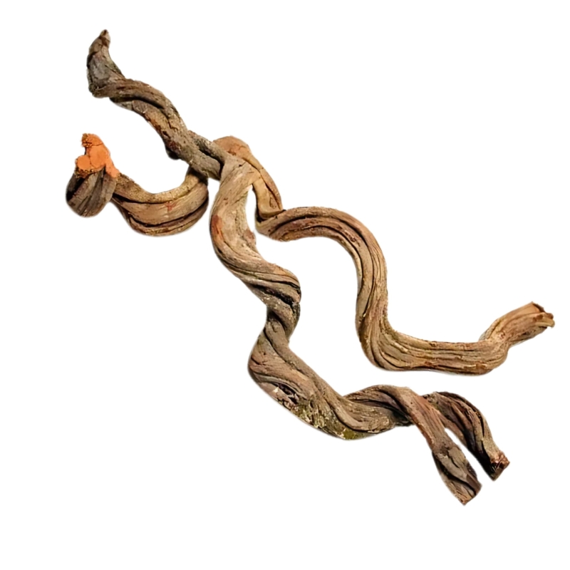 liana tropikalna z lasów deszczowych.jpeg