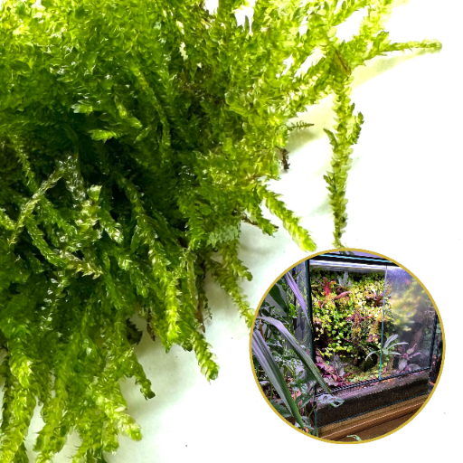 mech-zywy-do-terrarium