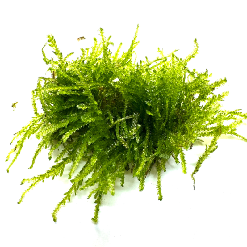 vesicularia-weeping-moss