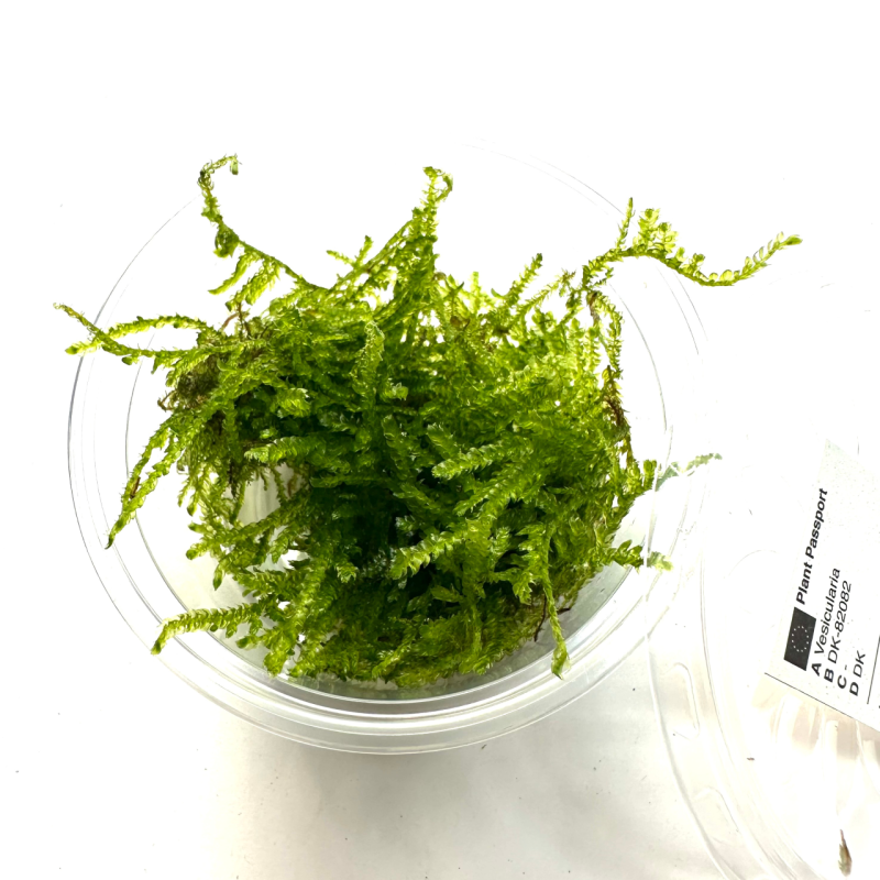 naturalny-mech-do-terrarium