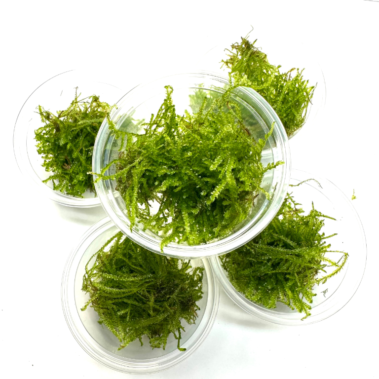 mech-do-wilgotnego-terrarium