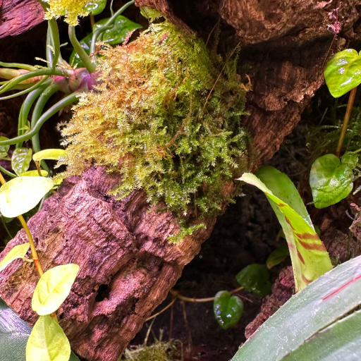 dekoracja-terrarium-mech