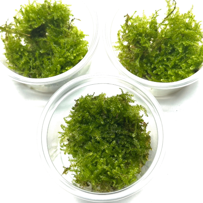 vesicularia-christmas-moss