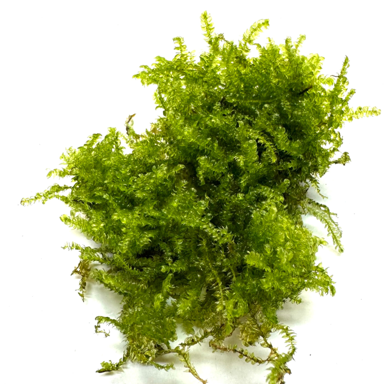 naturalny-mech-do-terrarium