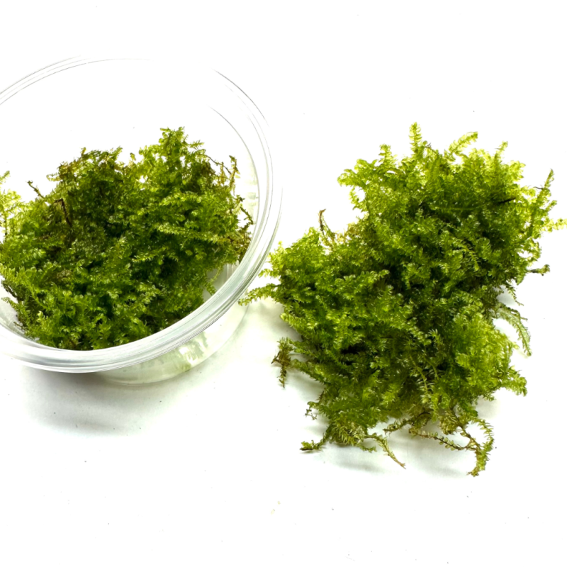 mech-do-wilgotnego-terrarium