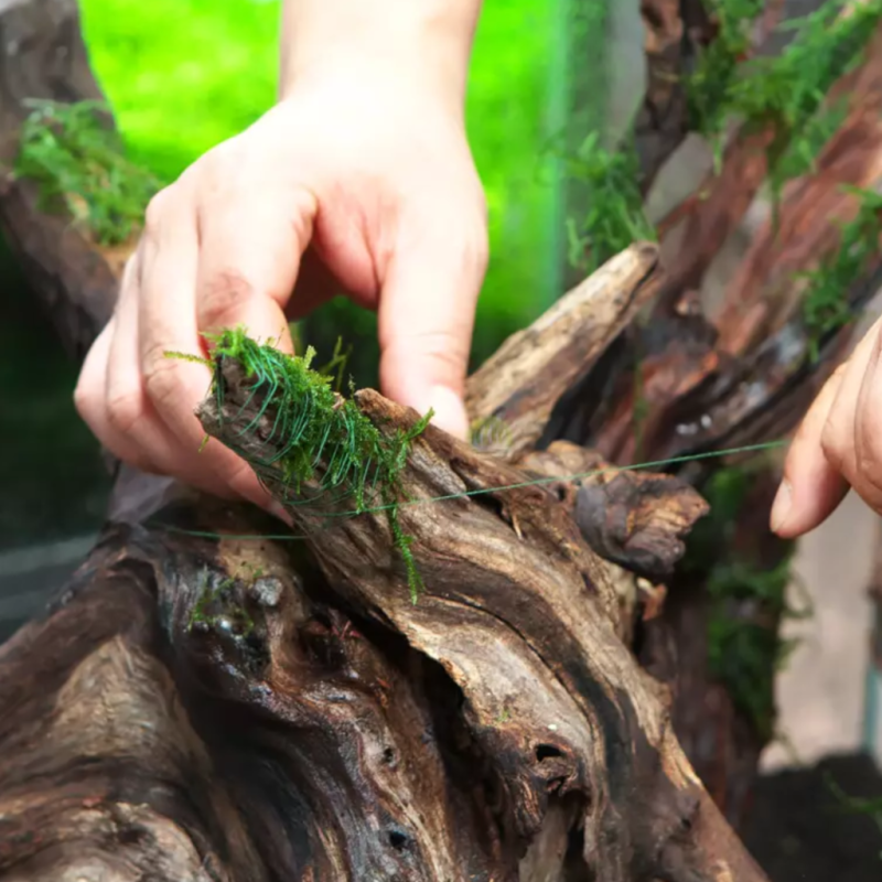 zywy-mech-terrarystyczny