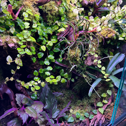 mech-invitro-terrarium