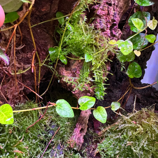 rosliny-do-terrarium-mech