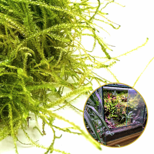 mech-zywy-do-terrarium
