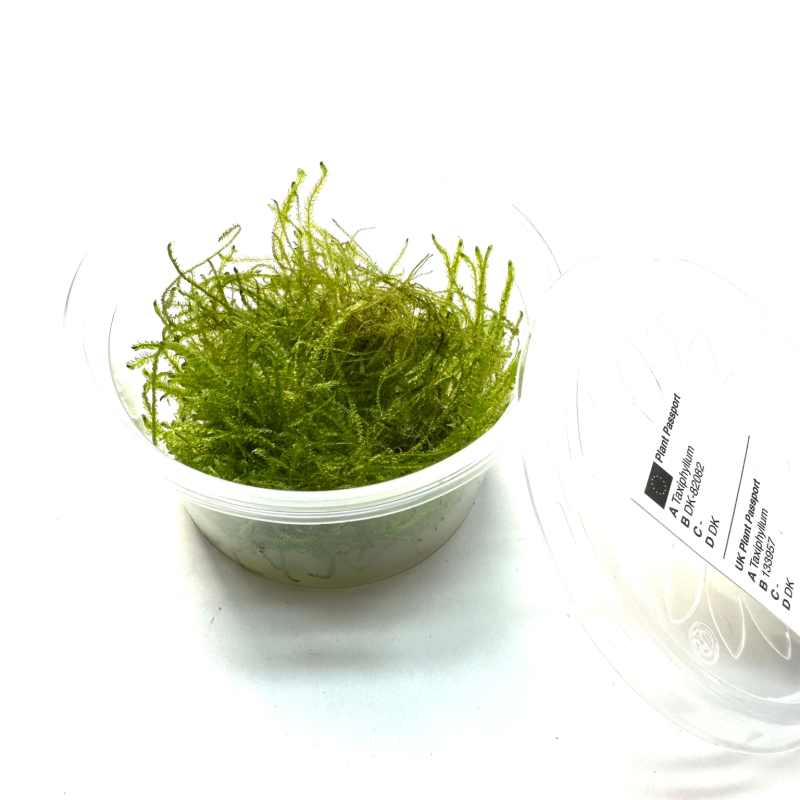taxiphyllum-bogor-moss