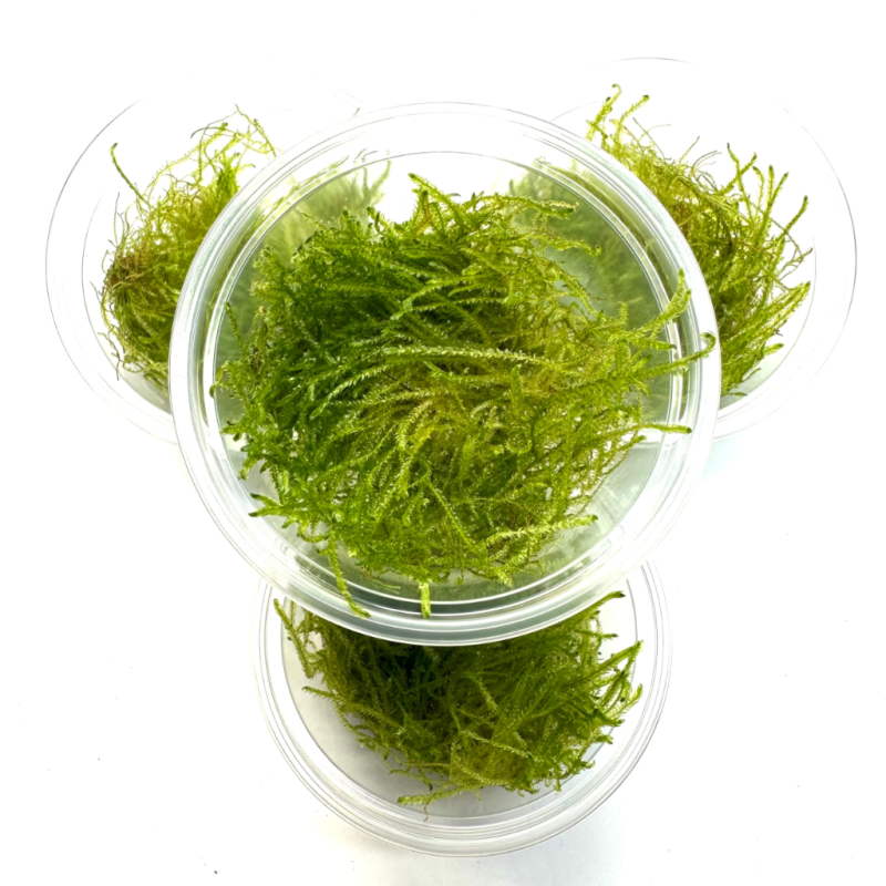 naturalny-mech-do-terrarium