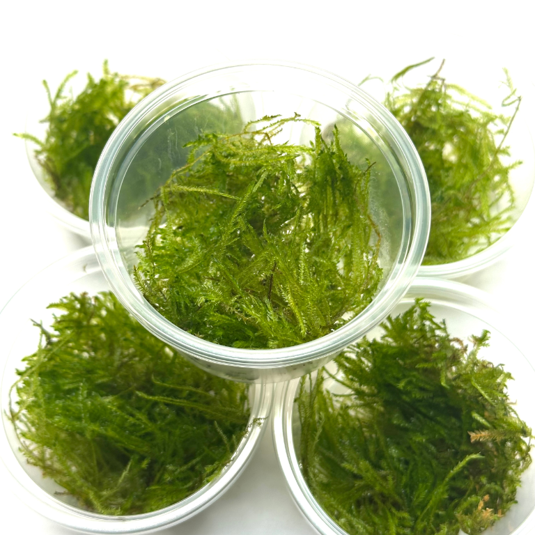 spiky-moss-do-terrarium