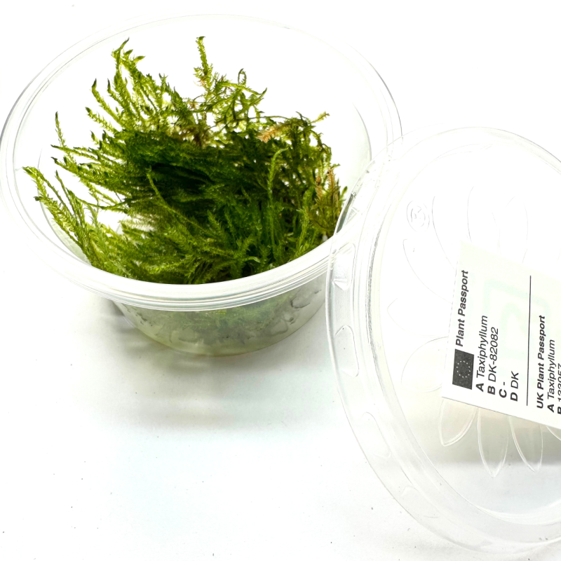 taxiphyllum-do-terrarium