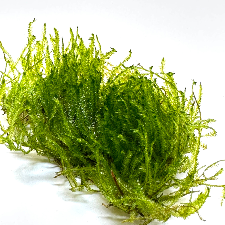 zywy-mech-do-terrarium