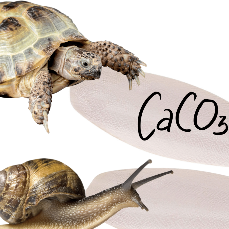 sepia-wapno-dla-slimaka-zolwia