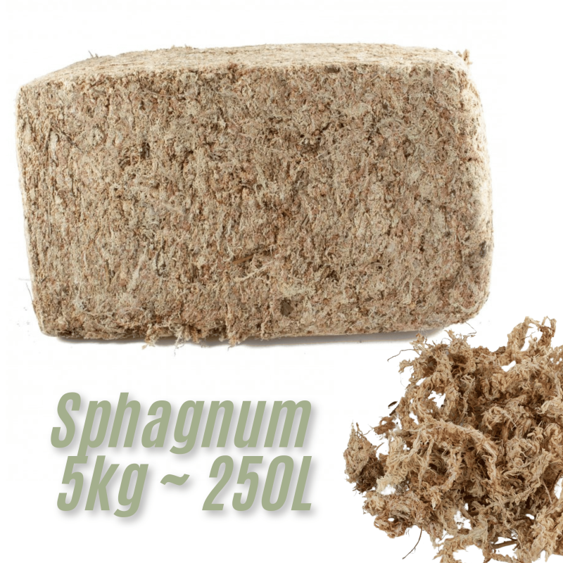 sphagnum-moss-5kg