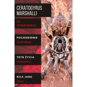 PAJĄK PTASZNIK CERATOGYRUS MARSHALLI 2-2,5 DC SAMICA