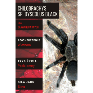 PAJĄK PTASZNIK CHILOBRACHYS SP. DYSCOLUS BLACK L1