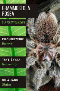 PAJĄK PTASZNIK GRAMMOSTOLA ROSEA L4