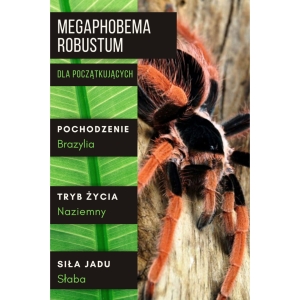 PAJĄK PTASZNIK MEGAPHOBEMA ROBUSTUM L1