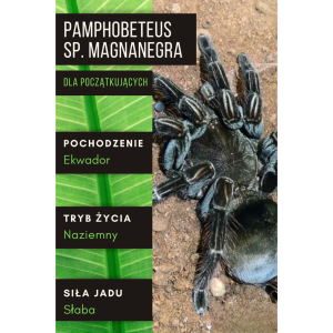 PAJĄK PTASZNIK PAMPHOBETEUS SP. MAGNANEGRA L1