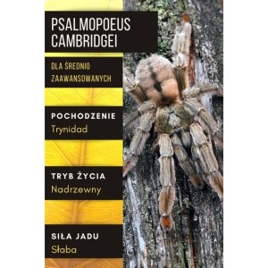 PAJĄK PTASZNIK PSALMOPOEUS CAMBRIDGEI  L2