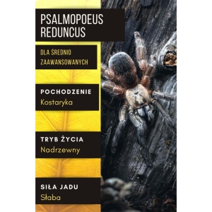 PAJĄK PTASZNIK PSALMOPOEUS REDUNCUS L2