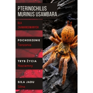 PAJĄK PTASZNIK PTERINOCHILUS MURINUS USAMBARA L1