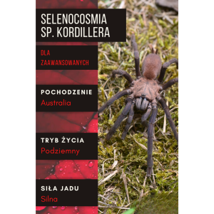 PAJĄK PTASZNIK SELENOCOSMIA SP. KORDILLERA L2