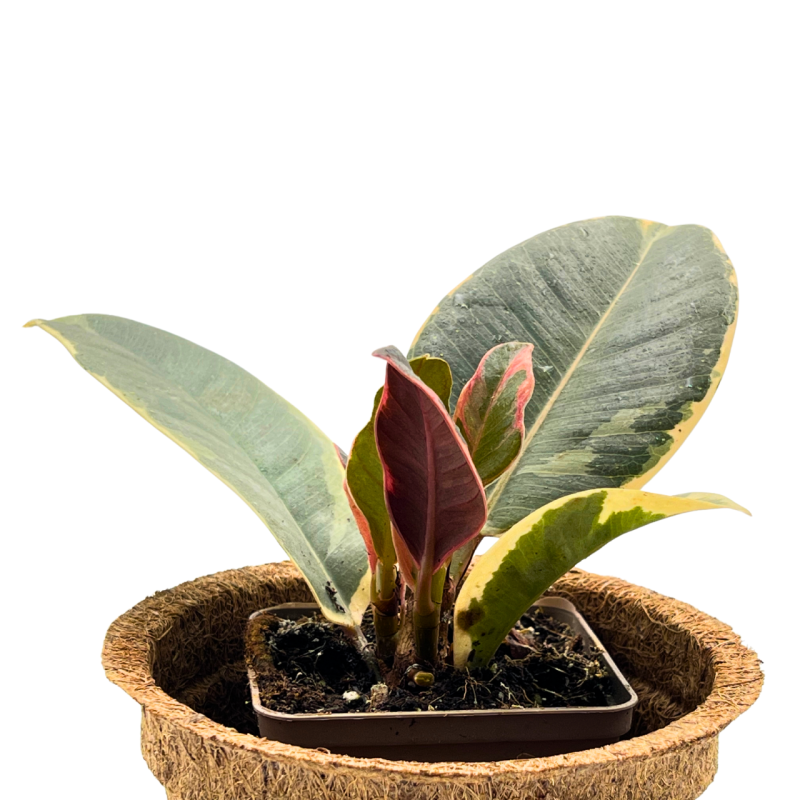 fikus-ficus-do-terrarium