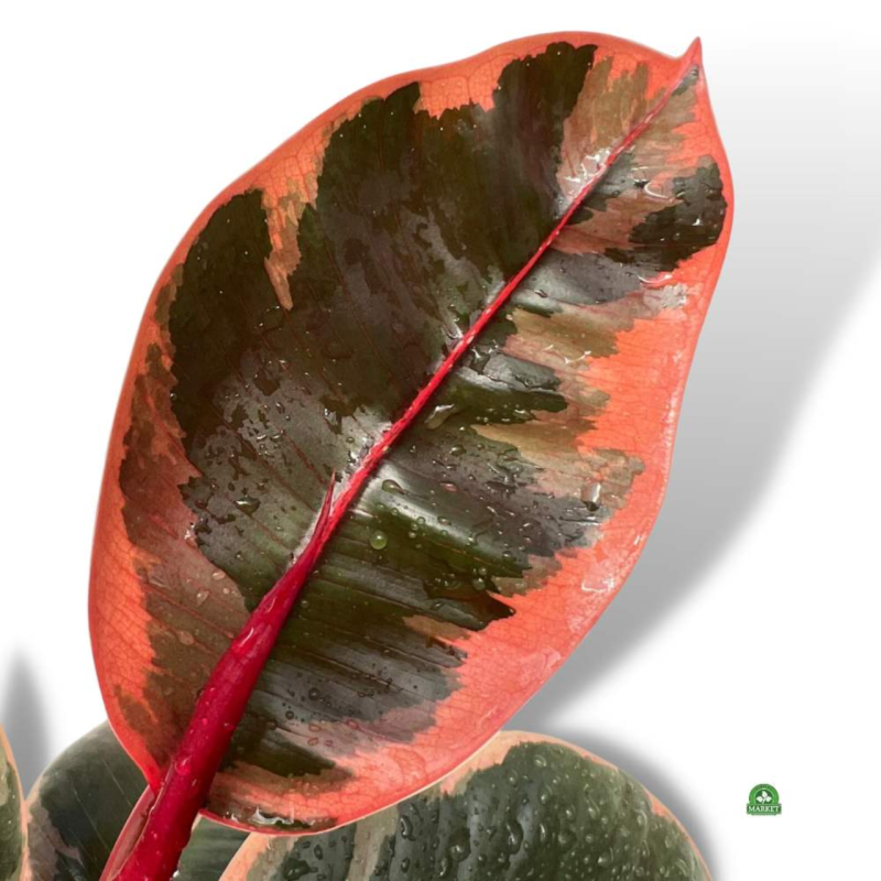 fikus-ficus-do-terrarium