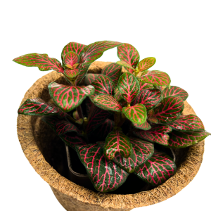 Roślinka Fittonia Red - Żywa Roślina Do Terrarium