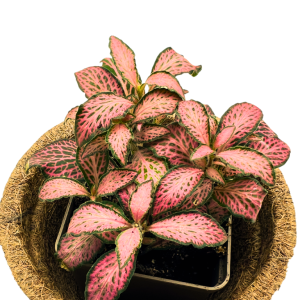 Roślinka Fittonia Pink - Żywa Roślina Do Terrarium