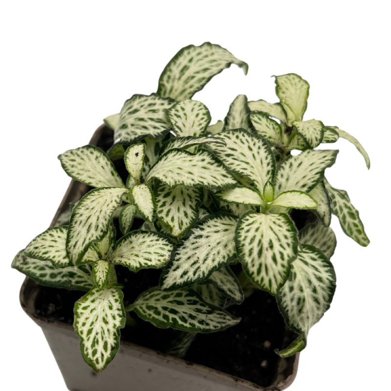 fitonia-do-terrarium