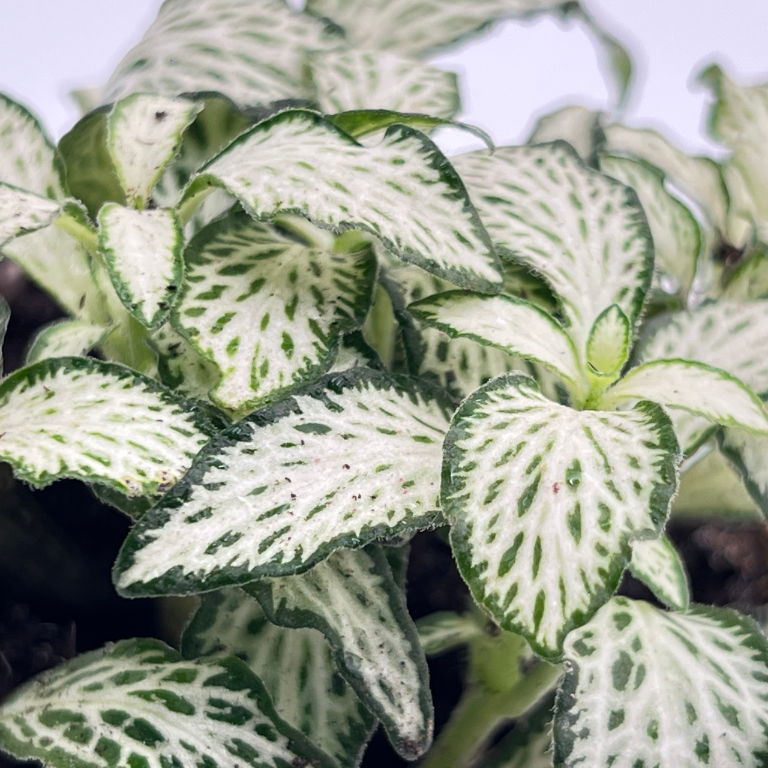 fitonia-do-terrarium