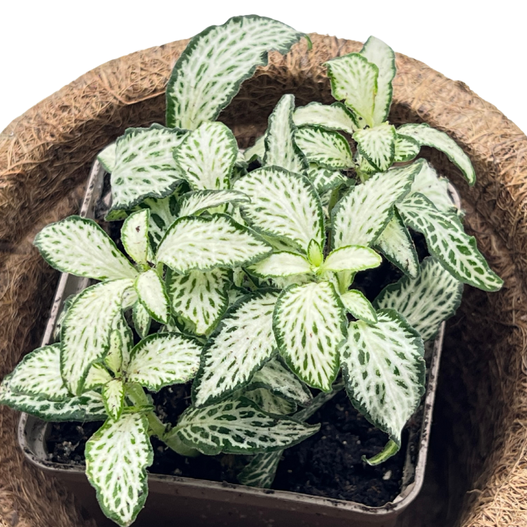 fitonia-do-terrarium