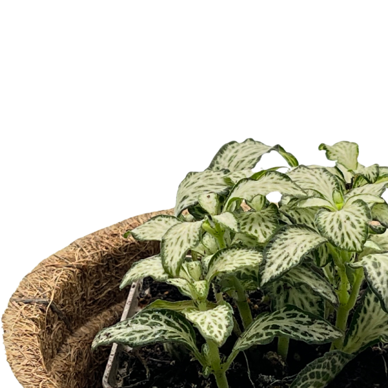 fitonia-do-terrarium