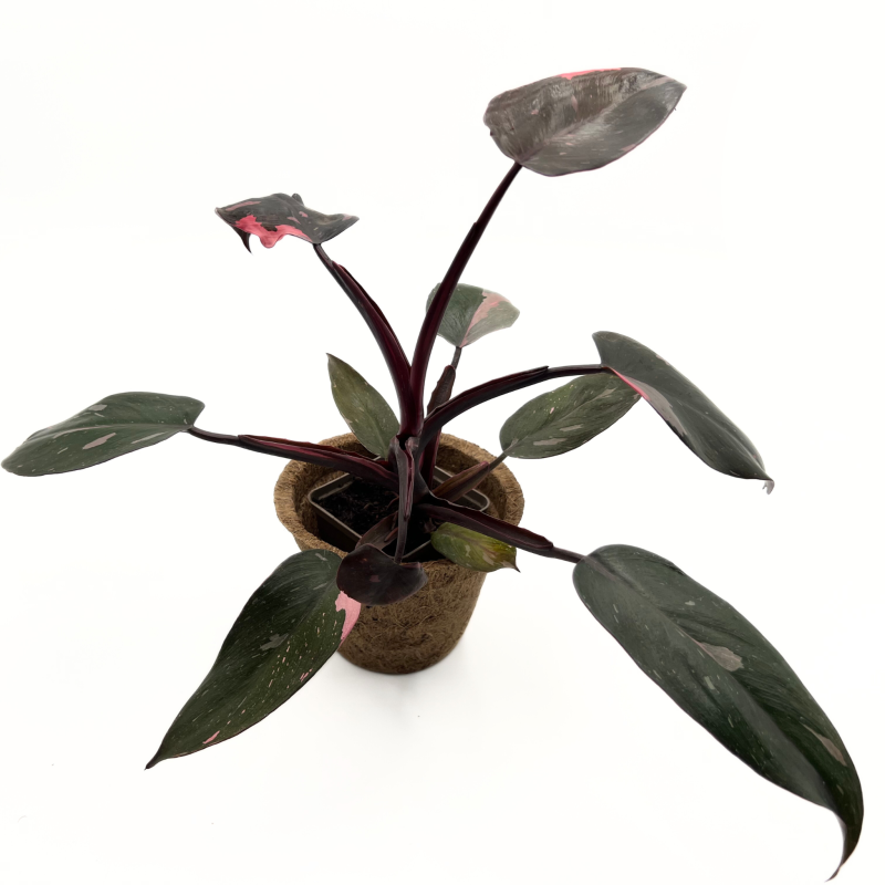 pink-princess-filodendron