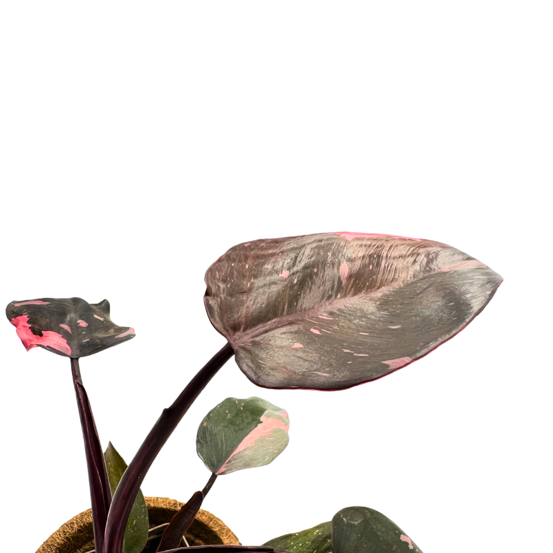 pink-princess-filodendron
