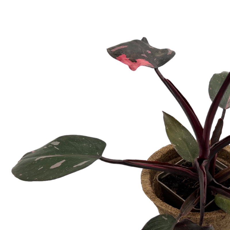 pink-princess-filodendron