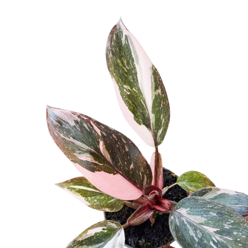 pink-princess-filodendron