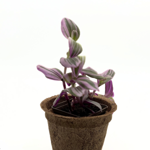 Tradescantia albiflora var. Nanouk Trzykrotka - Żywa Roślina Do Terrarium